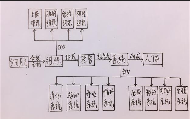 2018下半年山东教师资格初中生物学科知识与能力试题答案